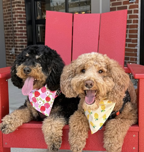 Shin Dig dogs on the patio campaign creative